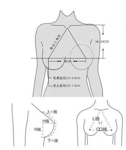 5cm)乳轴线,决定乳房的高度l线:(19—22cm)胸乳间距线,决定乳头的位置