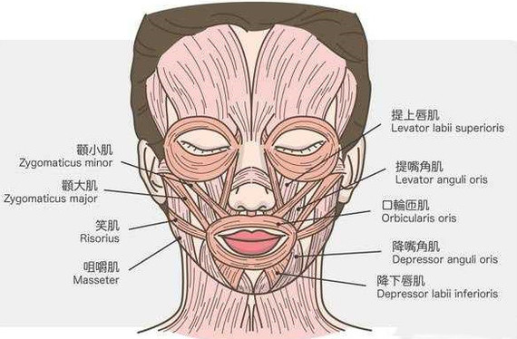 颊肌大图片