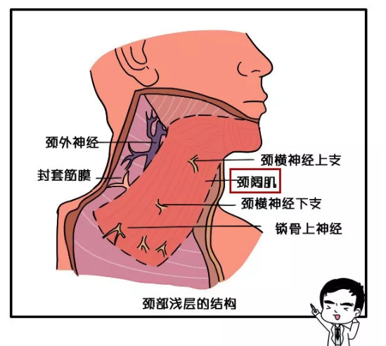 怎样判断自己面部下颌缘双下巴是因为脂肪堆积还是颈阔肌的原因可以