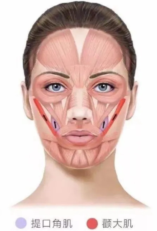 高颧骨的同学,如果颧肌发力太大,会有面部断裂感.