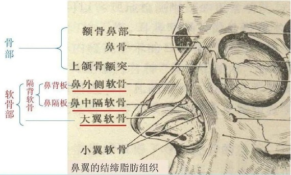 鼻骨在哪里图片图片