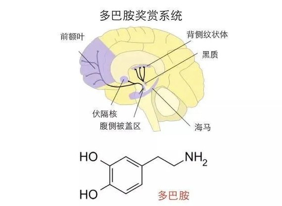 有意思的是,如果你给某个人看他们爱的人的照片,也能让多巴胺系统活跃