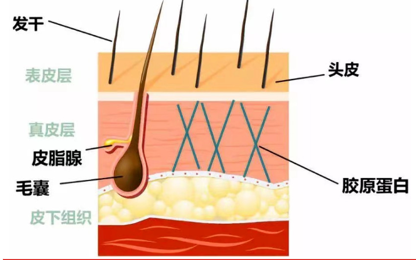 头皮也需要抗衰，您知道吗？
