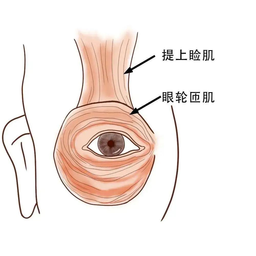 何航远：如何做出一双弧度流畅的双眼皮丨专业视点