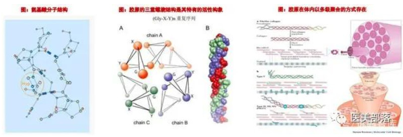 热点 | 胶原蛋白：医美赛道