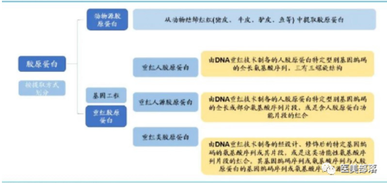 热点 | 胶原蛋白：医美赛道