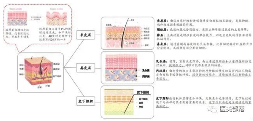 热点 | 胶原蛋白：医美赛道