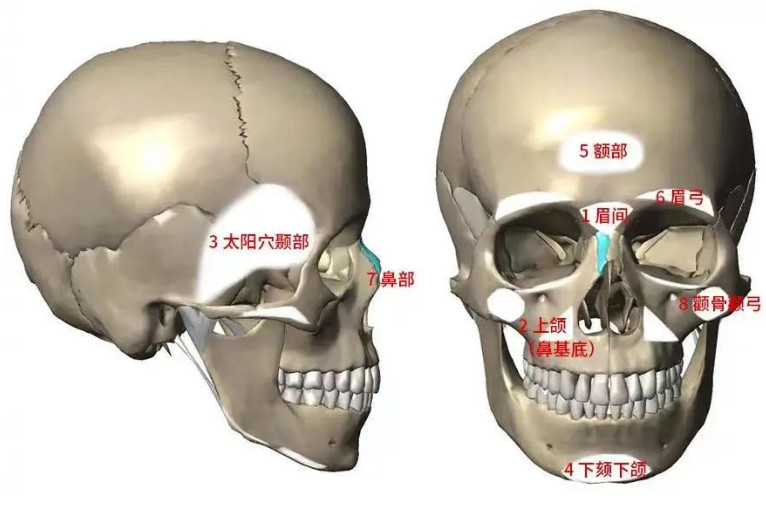 骨整形浪潮 卡洛尔邦珊瑚骨领启骨再生领域新增长