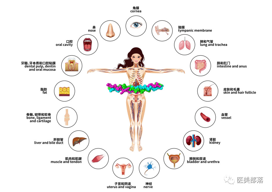 资讯 | 锦波生物：北交所IPO正式受理，拟募资6.02亿元