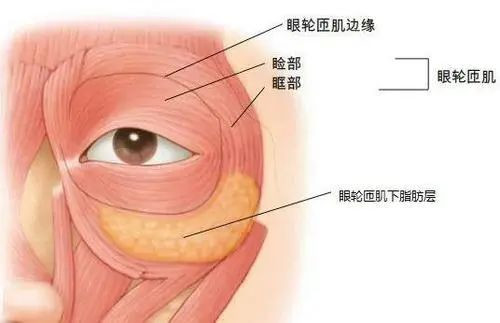 任晓霞：先天性下睑内翻的矫正治疗丨科普篇