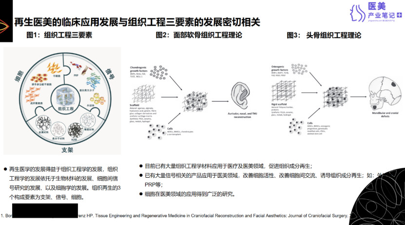 远想生物CMO 王璨：揭秘商业与医学中的再生医美