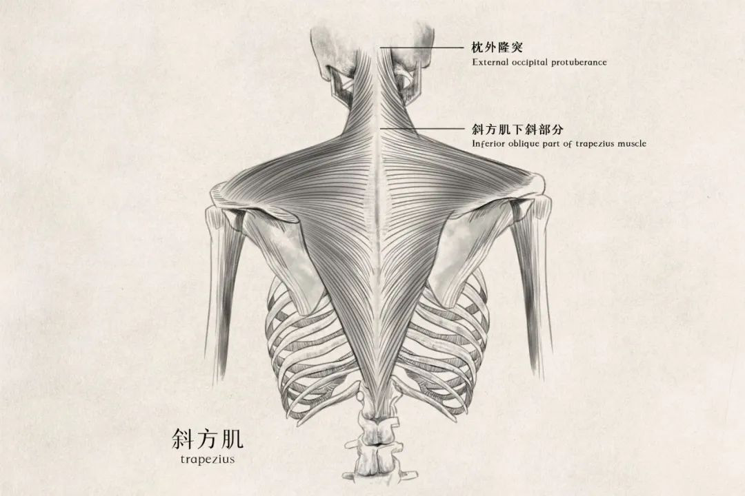 斜方肌太高？脖子后面很厚？打造优越肩颈线条，来试试这些方法！