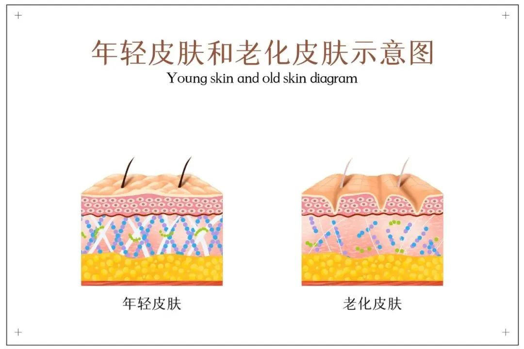 面部紧致，选注射还是提拉？丨科普篇