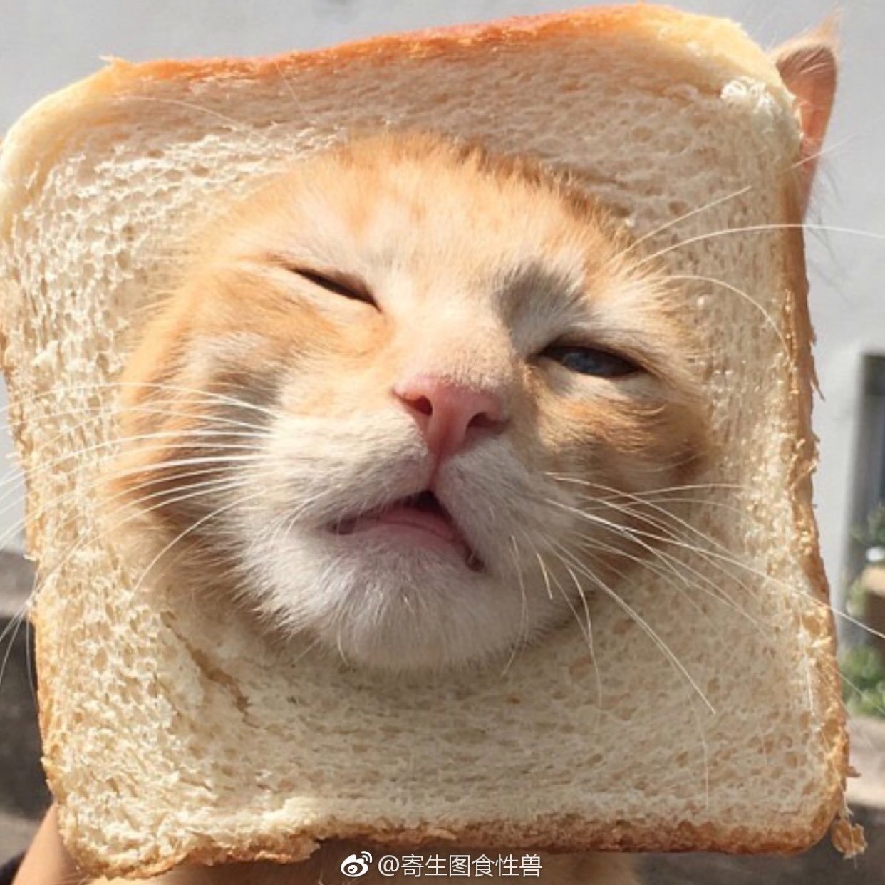 王世虎的诊疗方案